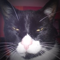 KaKaBimbo (@kakabimbo) 's Twitter Profile Photo