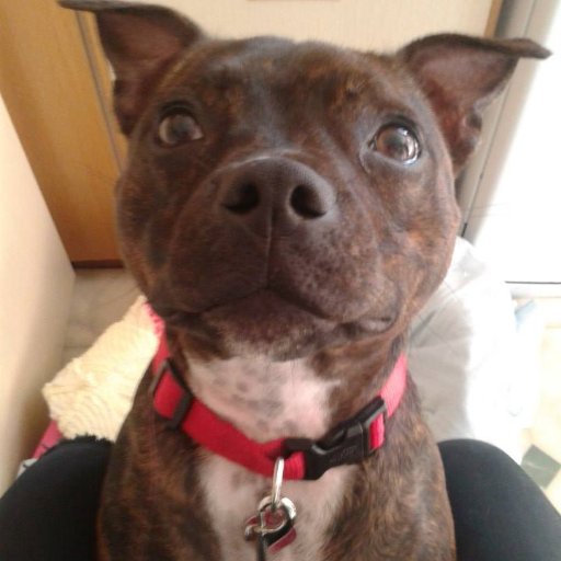 🏴󠁧󠁢󠁷󠁬󠁳󠁿 Lara The Staffie (aka Jossie's Little Tiger Feet) loves her Mam, Dad, sister, brother, Cardiff City F.C. and Cymru🏴󠁧󠁢󠁷󠁬󠁳󠁿