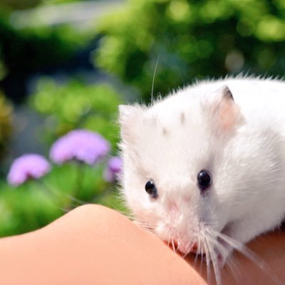ごまだらけさんのプロフィール画像