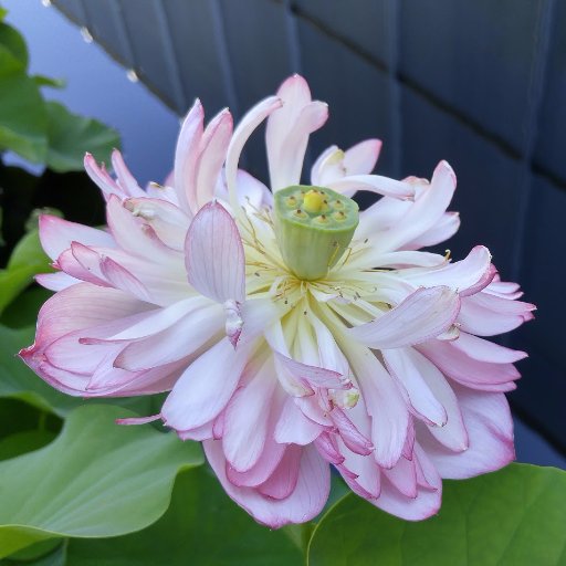 AsthmaReports's profile picture. I am a spouse, parent, and a child of asthma sufferers. I would love to see a cure in my life time and this is one of my small contributions.