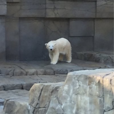 なんちゃって道民、戻って来たぜ北海道👍 面白そうなツイートには勝手にフォローします 身長180overイカつ目の風貌😭 サウナー♨️、芝刈⛳️Lovers❤️ 理想は吉田 類、井之頭五郎🤣やワカコちゃん❤️ 基本は旨い飲み屋や食べ物屋投稿っす🫡 道民情報も絶賛拡散中‼️と言うアラフィフ男子っす🫡