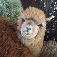 Carter Cayton (@flyt_viper) 's Twitter Profile