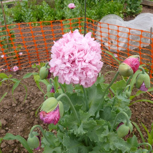 There are about 400 allotmenteers in Hereford City with different levels of expertise from beginners to people who've been there a very long time.