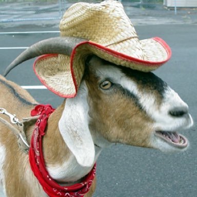 kvddles's profile picture. If cowboys are so good why isn't there a cowboy 2?