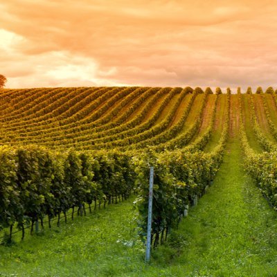 Passionné par tout ce qui enivre ! #vin #champagne