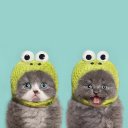 Ava King - @ilikecats3221 - Twitter