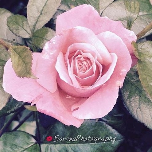 SarenaSnaps's profile picture. Photographer

https://t.co/lFMp9ebDNd