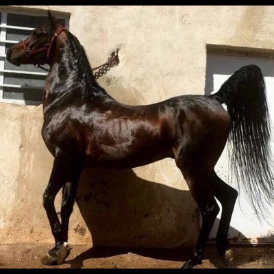 Naser19706's profile picture. 