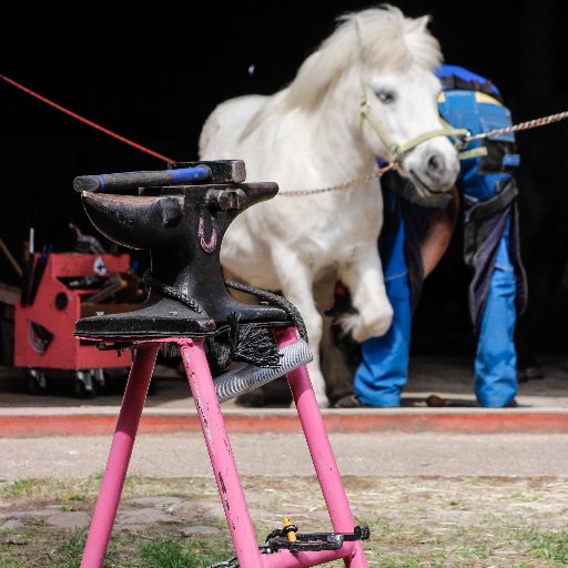 FARRIER, Horse- and Dogtrainer, Holsteiner and Dachshund enthusiast -- Kengitysseppä, eläintenkouluttaja, Holsteiner- ja Mäyräkoiraintoilija