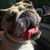 FREE FOLLOW READ BIO (@maggie_thebulli) Twitter profile photo FREE FOLLOW READ BIO (@maggie_thebulli) Twitter profile photo