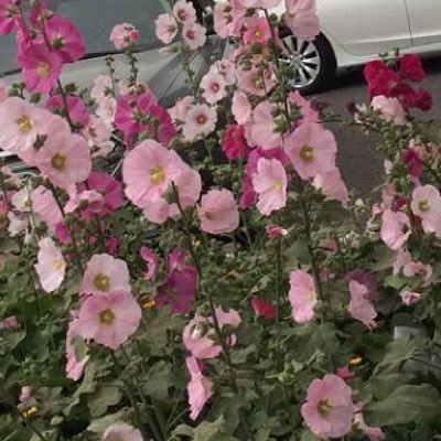 hanoooonah2013's profile picture. 