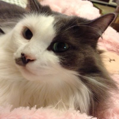 E子 文豪といえば 青年時代の川端康成氏は 何度見てもダルビッシュ有さんにしか見えません Http T Co 4pqta8aj2v Twitter E子 文豪といえば 青年時代の川端康成氏は 何度見てもダルビッシュ有さんにしか見えません Http T Co 4pqta8aj2v Twitter