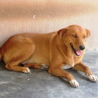 Liberia Animal (@liberiaanimal) 's Twitter Profile Photo Liberia Animal (@liberiaanimal) 's Twitter Profile Photo