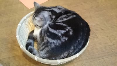sato_emon's profile picture. 好き：古武道/妹尾武/jammin' Zeb/露崎春女/CONDORS/珈琲/猫/うさぎ/かえるグッズ/手帳と文具

増えてゆく文具たちを愛でつつ、PLOTTERプエブロ3兄弟を育成中🖋️。
猫との遭遇に期待しつつ、ひっそり暮らしています。