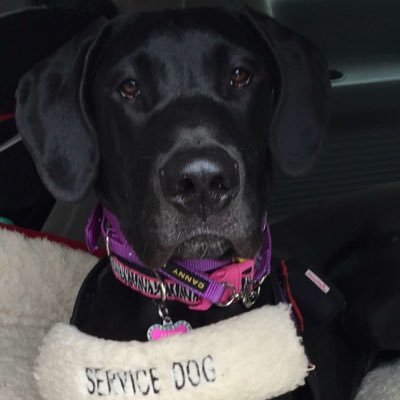 I'm a seizure alert service dog just continuing my training/journey and wanting to spread awareness for Epilepsy,gastroparesis,HPN and service dogs!