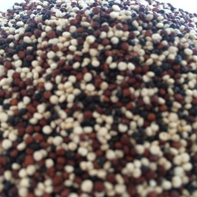 DiabloComida's profile picture. Análisis técnico de la culinaria peruana y mundial