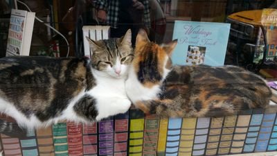 Best used books store in North east ohio with friendly knowledgeable staff and cats welcoming you into our store and over 100,000 gently read used books.