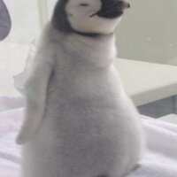 川野浩司 (@kawanokoji) 's Twitter Profile Photo 川野浩司 (@kawanokoji) 's Twitter Profile Photo