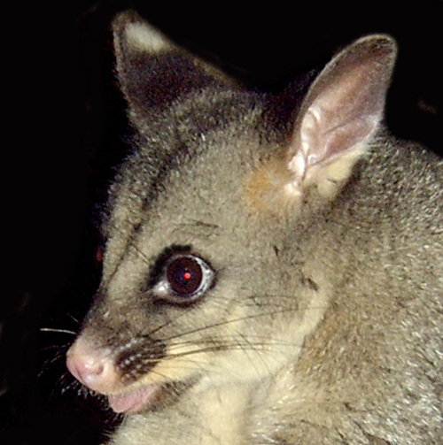 AngryPossum's profile picture. I'm angry and it's all your fault