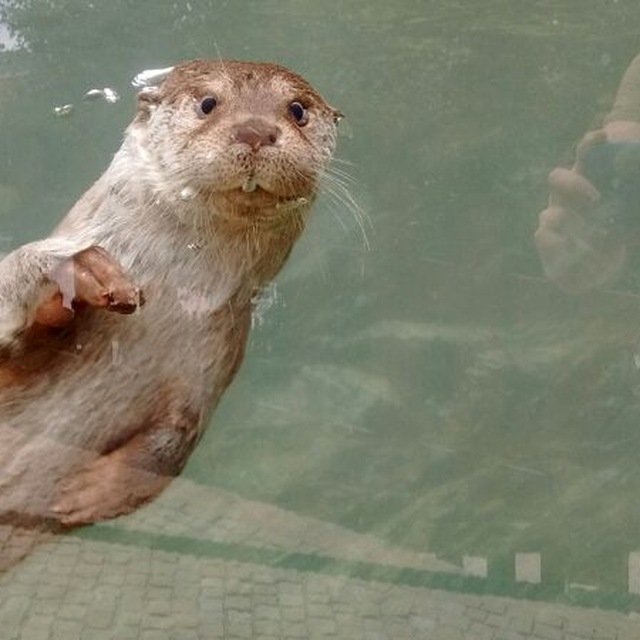 cuacuaj's profile picture. 