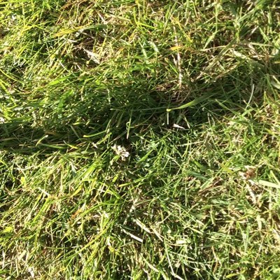 davidwill007's profile picture. 