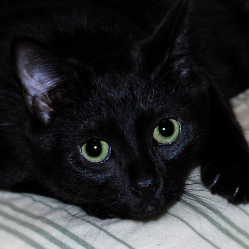 RobotTimmy's profile picture. I'm just a cat  named after Crow T . Robot's evil twin