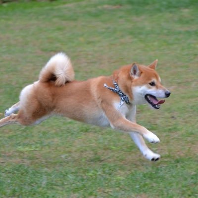 konjiboss1027's profile picture. 