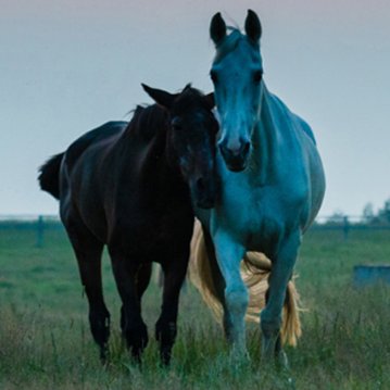 umaumashirou10's profile picture. 競馬、FX、日本酒を愛するダメ人間。フォロー・リム・ブロックはご自由にどうぞ♪