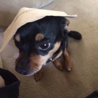 What's On The Dog? (@whatsonthedog) 's Twitter Profile
