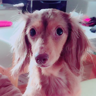 Sakai Nagisa                                        ダックス犬愛好家🐕❤︎🐩❤︎🦮❤︎🐕‍🦺