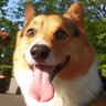 odaguru's profile picture. 1960年代生まれコーギー大好きです。 1代目レオ7歳（H26.1.26🌈）。2代目アル2歳（H28.7.30🌈)。4代目ティム8歳(R7.9.18🌈)を虹の橋に見送りました。3匹共しっぽ有。3代目ネオはフラッフィだよ
コギ好きの方お気軽にフォローしてくださいね。