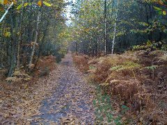 Frogzrus 🐸 3x🦠 4x💉 always 🤪