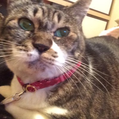 EveryTake's profile picture. TMNETWORK 宇都宮隆 銀魂 DOES SPYAIR 岩下の新生姜 猫 スタレビ