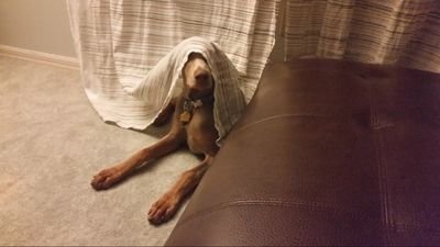 INTLHooligan's profile picture. 