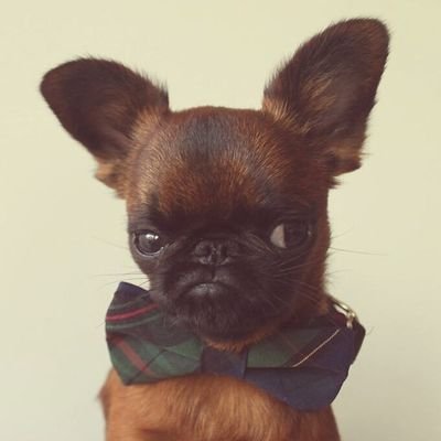 roya_li's profile picture. 