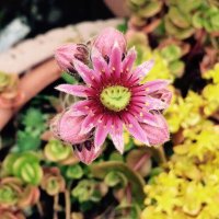 Claire Puplett (@puplettc) 's Twitter Profile