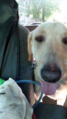 @layladdiva service dog to a human with Dysautonomia love people and my work join my journey a service dog and learn about me and my human, smart dog 2 tweet