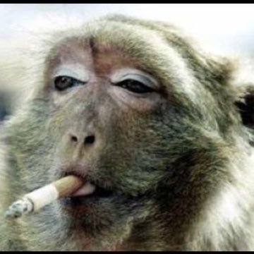 robertbowes4's profile picture. 