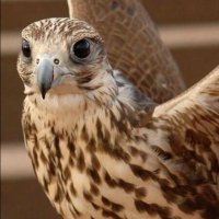 ☕️ مرتاح احبك🕊🎵🍒 (@mssear22) 's Twitter Profile