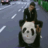 chen_zard's profile image