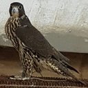 سلطان العنزي (@055944_) Twitter