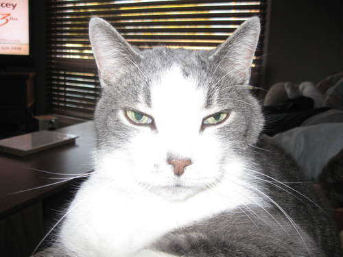 CaseyMal's profile picture. Like music, Idol Shows, Taylor Swift and chocolate!