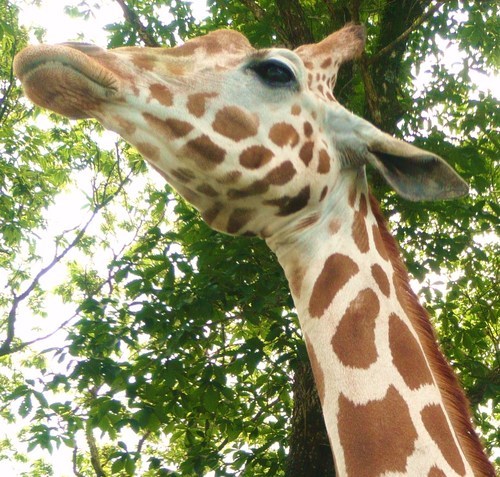 inagakiday's profile picture. やきそばが好き。