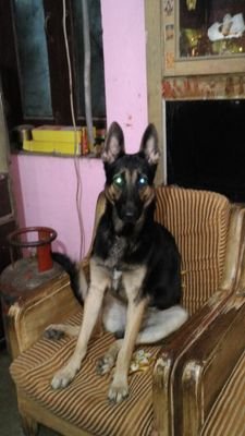 AmanKum55898478's profile picture. 