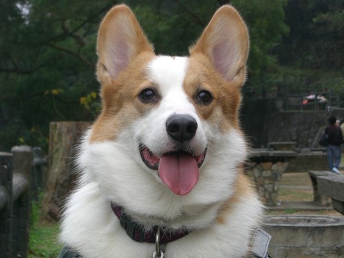 I have a corgi name Yoshi