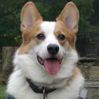 Jacky Mui (@hoi1486) 's Twitter Profile