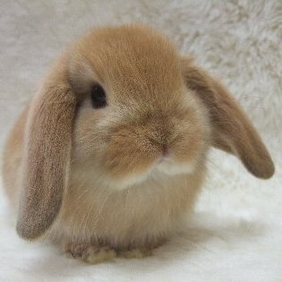 qwert18743's profile picture. やあ