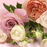 素敵な花言葉 (@flowerkotoba) 's Twitter Profile