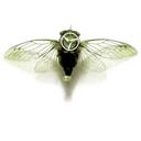 Robin Ellis - @robinnyellis - Twitter