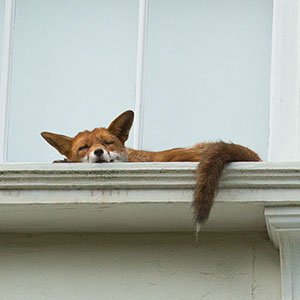 Fanfcicfox556's profile picture. Just a dude on the internet with a dream, and now a little bit a country gayness.
